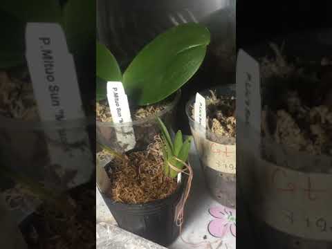 Видео: Орхидея Онцидиум. Реанимация.