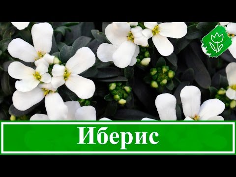 Видео: Цветок иберис – посадка и уход; выращивание ибериса из семян в открытом грунте