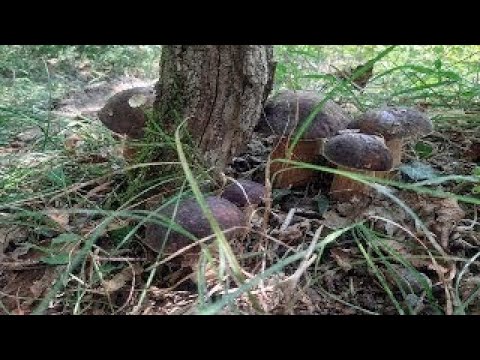 Видео: Грибне Місце. Білі Гриби ростуть масово. Много Грибов. Гриби 2024. Грибы 2024. Grzyby 2024