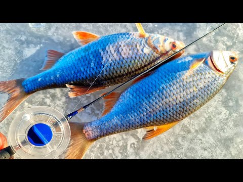 Видео: ВОТ ЭТО КЛЁВ! ПОЛНЫЕ САНИ РЫБЫ! Плотва зимой на безмотылку! Удачная рыбалка!