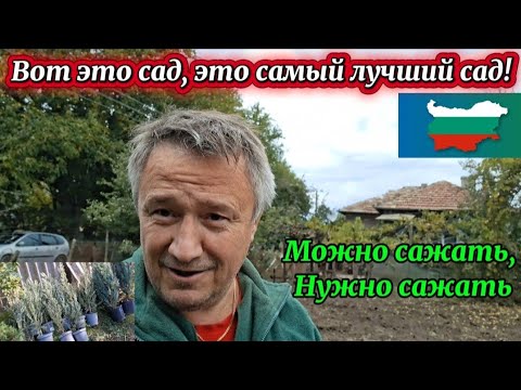 Видео: Болгария. Переезд в село. Сажаем  живой забор. 🏡