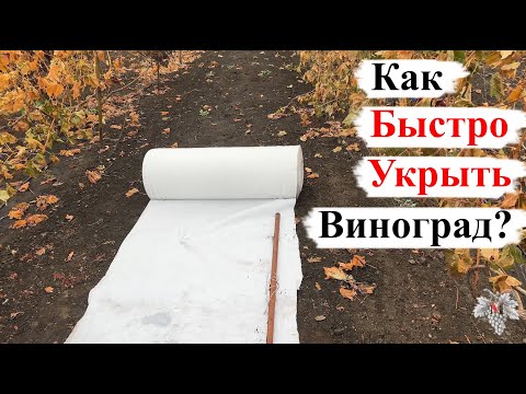 Видео: Самый БЫСТРЫЙ Способ УКРЫТИЯ ВИНОГРАДА на ЗИМУ!