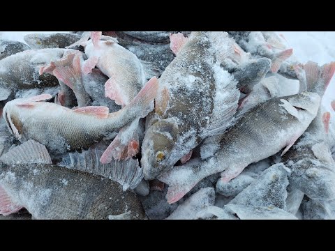 Видео: Утренняя  раздача крупного окуня. Ловля окуня на блесну зимой. Зимняя рыбалка на окуня.Ильмень 2021.