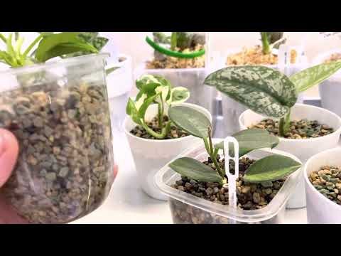 Видео: Лейчуза Плюсы и Минусы 🌱