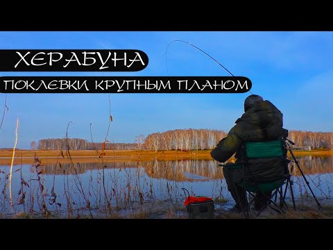 Видео: ЛЕДЯНОЙ КАРАСЬ. Лучшее тесто для холодной воды.