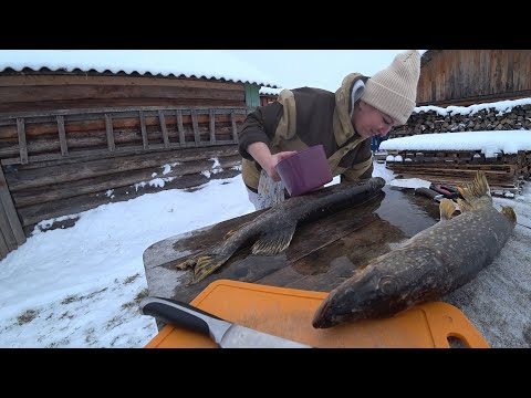 Видео: МЫ НЕ ОЖИДАЛИ, ЧТО ТАК БУДЕТ ВКУСНО! КОНСЕРВЫ ИЗ ЩУКИ В ТОМАТЕ \ ГОТОВИМ НА АВТОКЛАВЕ!