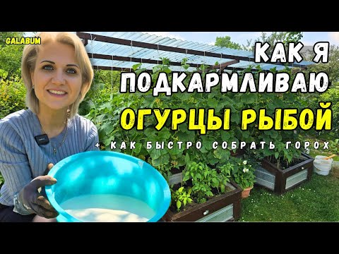 Видео: Как я Накормила ОГУРЦЫ РЫБНОЙ МУКОЙ — и они чуть не Вылезли из Грядки /  Показала  дачу и подкормку