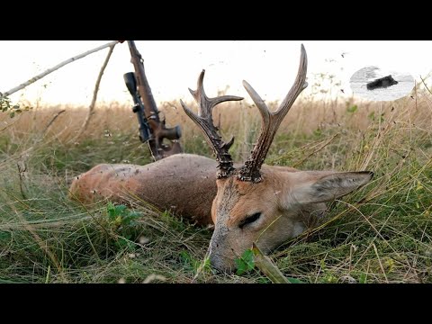 Видео: Охота на сибирских косуль в Казахстане