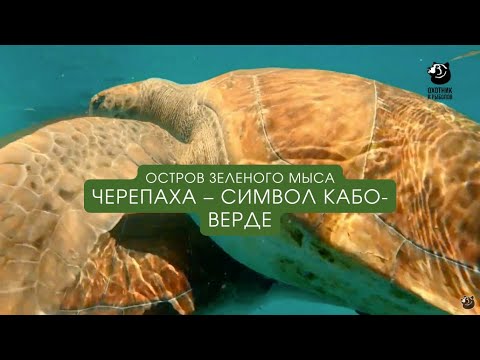 Видео: Черепаха – символ Кабо-Верде / Остров зеленого мыса / Выпуск 5