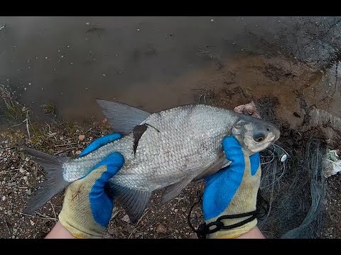 Видео: Рыбалка Кастинговой сетью на р Обь, Крупный лещ и язь