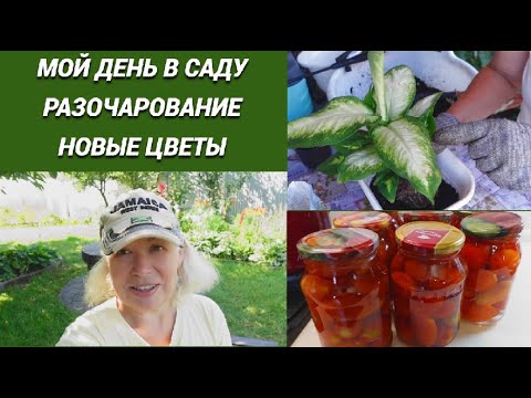 Видео: Мой день в саду/Помидоры разочаровали/Новые цветы/Томаты в собственном соку ленивым способом