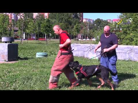 Видео: Занятие с Николаем Корнеевым утро и вечер