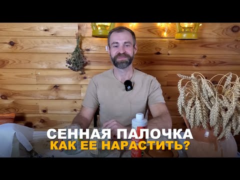 Видео: СЕННАЯ ПАЛОЧКА — НАРАЩИВАЕМ САМИ. Как в домашних условиях нарастить сенную палочку.