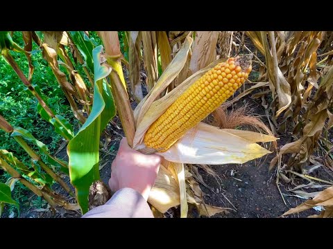 Видео: Огляд кукурузи дБ Хотин, навіщо платити більше❓❓❓