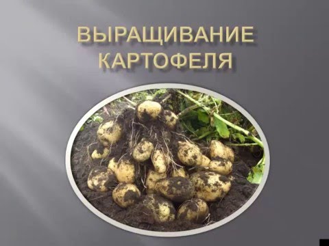 Видео: Выращивание картофеля