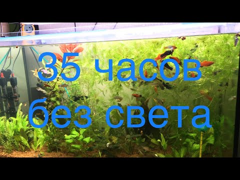 Видео: Обзор. Состояние аквариумов после 35 часов без света. Умерли рыбки