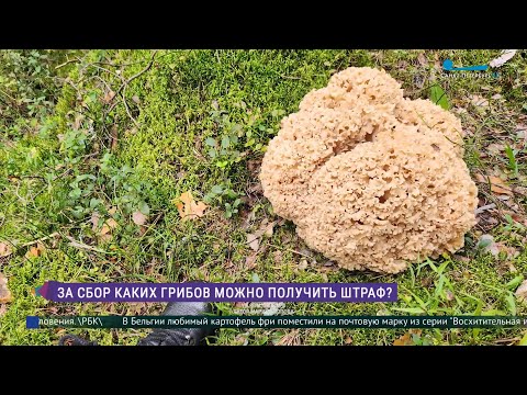 Видео: За сбор каких грибов можно получить штраф