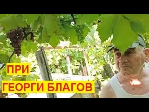 Видео: № 536   Още много Нови Сортове ГРОЗДЕ +интересни плодове при Георги Благов - 24.07.2022 г.