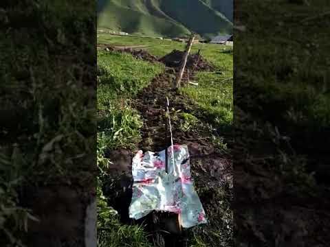 Видео: Жетиген айылынын аралы