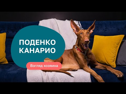 Видео: Поденко Канарио – все о породе, плюсы и минусы — шоу «Ожидание/реальность»