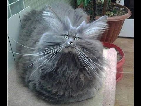 Видео: 😺 Самые смешные кошки! 🐈 Подборка смешных видео котов, котят и собак! 😻
