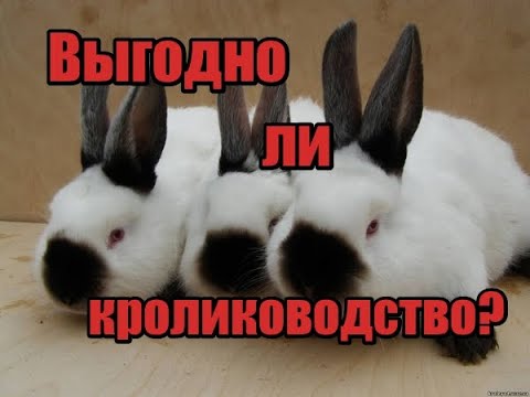 Видео: Сколь нужно кроликов чтобы заработать! Выгодно ли держать кроликов! Реальные расчёты!