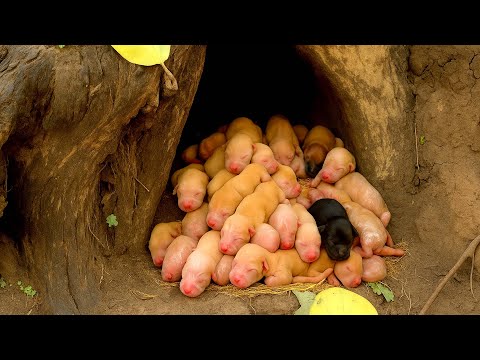 Видео: Проснулся и увидел двор, полный милых щенков 🐶 — дальше было одно удовольствие 🐕🥰❤