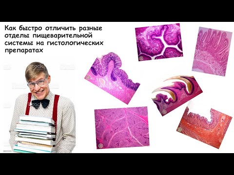 Видео: Как быстро отличить разные отделы пищеварительной системы на гистологических препаратах