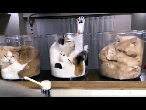 Видео: Банковские коты: как кошки забираются в сосуды и посуду #смешно  #породистыекошки #юмор #кошки