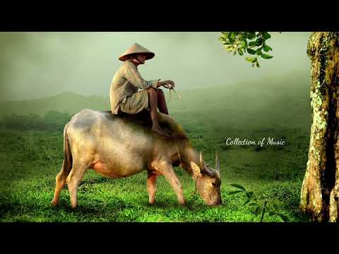 Видео: Chipachip - Восторг