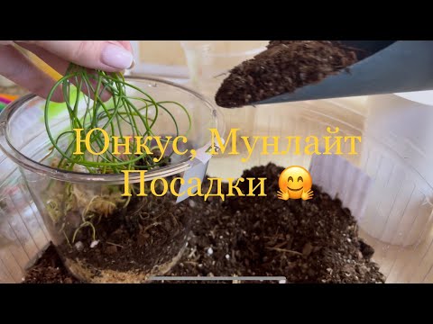 Видео: 21.01.2023 Мунлайт , Юнкус Посадки