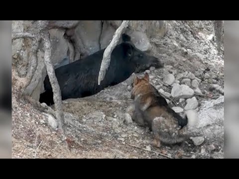 Видео: Охота на кабана в Болгарии часть 2.