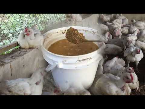 Видео: Как заставить бройлеров расти быстрее и крупнее, используя процесс ферментации корма, и получить ...