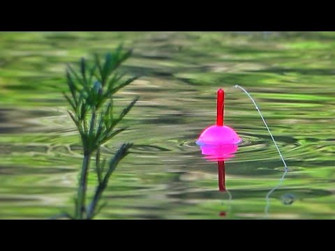 Видео: РУЧЕЙ ПО КОЛЕНО, а КРУПНЯКА ПОЛНО! ПОПЛАВОК ВЕДЁТ, УДОЧКУ ГНЁТ! Рыбалка в лесном ручье