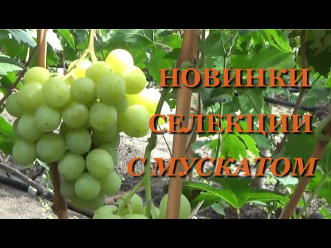 Видео: НОВИНКИ СЕЛЕКЦИИ ВИНОГРАДА С МУСКАТОМ