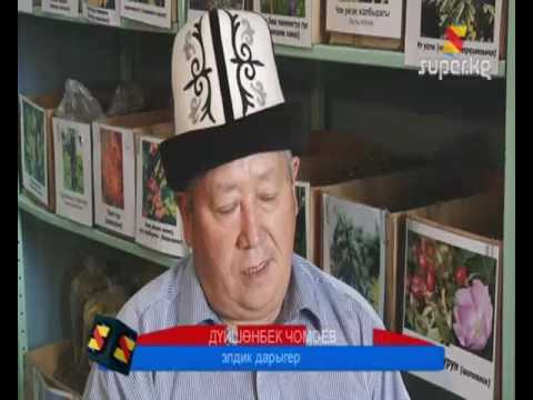Видео: Бээнин сүтүн ичүү модада. Ал кимге пайда, кимге зыян?