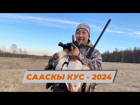 Видео: СААСКЫ КУС - 2024 / ВЕСЕННЯЯ ОХОТА НА УТОК И ГУСЕЙ - 2024