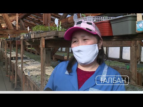 Видео: «Талбан» (21.04.20)