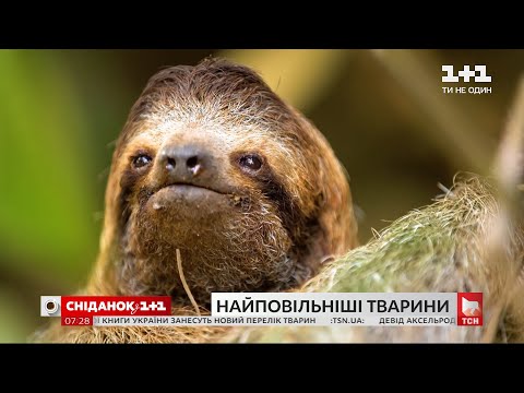 Видео: Самое медленное животное на планете: интересные факты о ленивцах