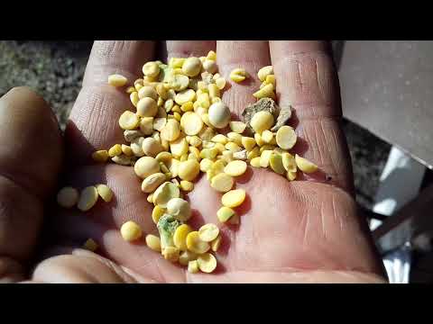 Видео: в пошуках ідеального вітру