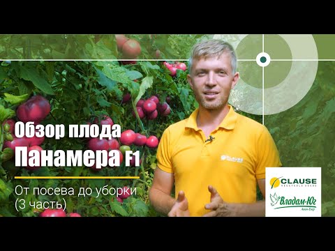 Видео: 🍅 Панамера F1 | Обзор плода | Высокопроизводительный тепличный томат