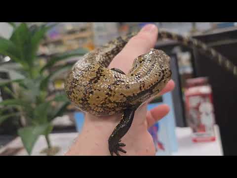 Видео: Новые обитатели зоомагазина )))