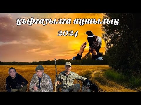 Видео: Қырғауылға аңшылық 2024! #охота #2024shorts #фазан #қырғауыл