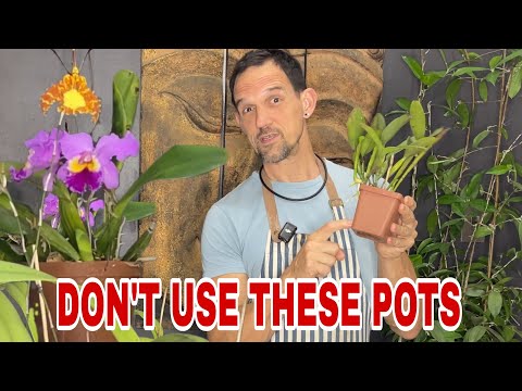 Видео: Хотите более здоровую орхидею Каттлея?  Посмотрите это сейчас