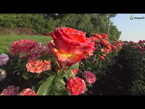 Видео: Чайно-гибридная роза Хич Меджик