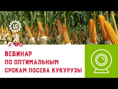 Видео: Вебинар по оптимальным срокам посева кукурузы /  Практический опыт Лимагрен