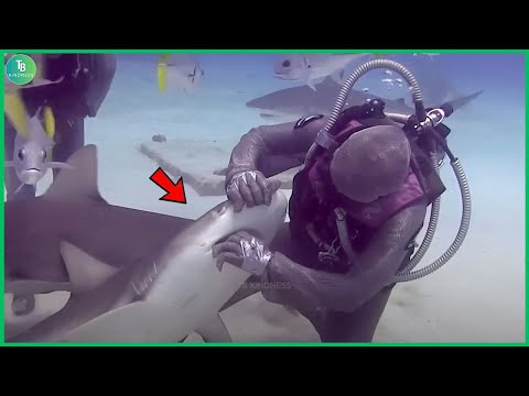 Видео: Животные, просящие людей о помощи и доброте, сняты на камеру! Лучшие моменты 2025 года #78