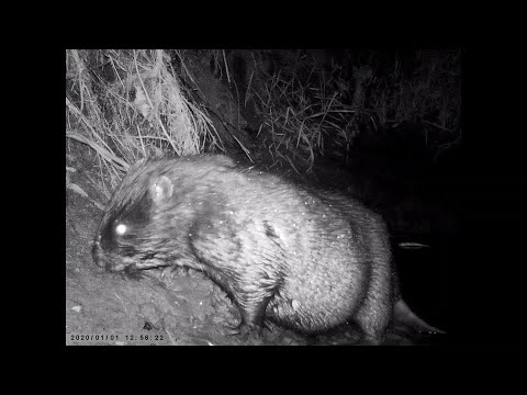 Видео: Приманка на бобра отвесный берег