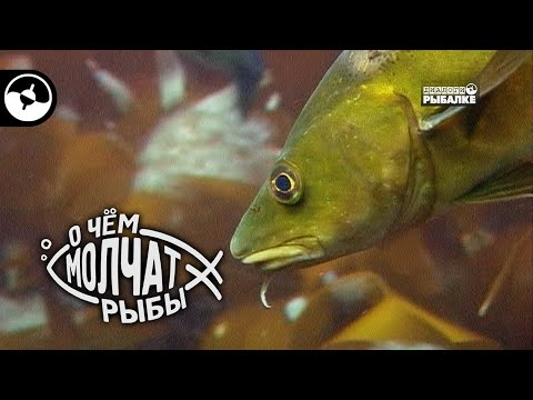 Видео: Повадки атлантической трески | О чем молчат рыбы