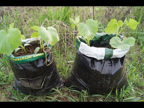 Видео: ДАЧА. ОГОРОД В МЕШКАХ.100% СПОСОБ ПОСАДКИ  ОГУРЦОВ КУРАЖ ОТ 7 ДАЧ.